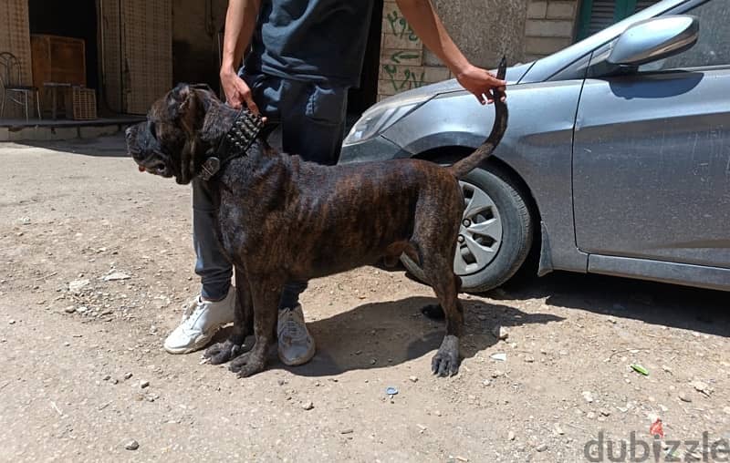 برسيا كناريو presa canario 0