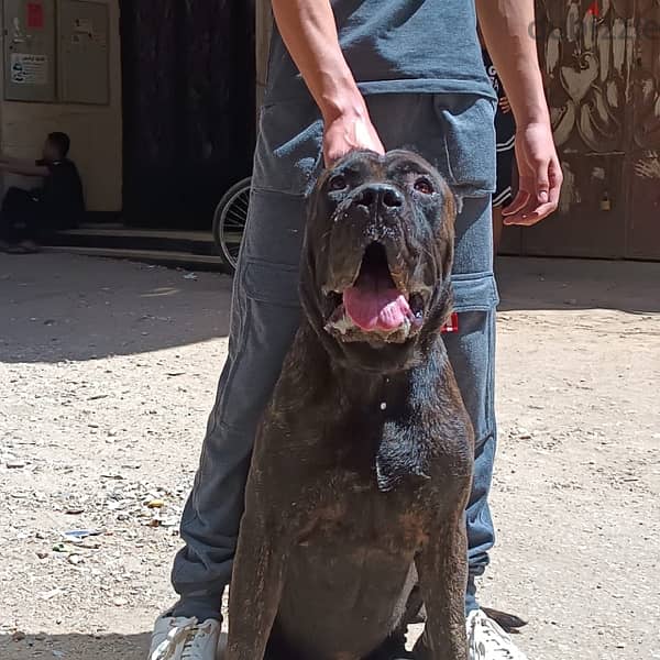 برسيا كناريو presa canario 1