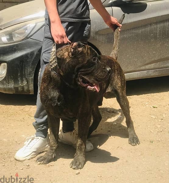 برسيا كناريو presa canario 2