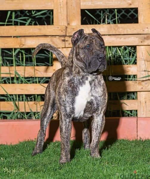 برسيا كناريو presa canario 1