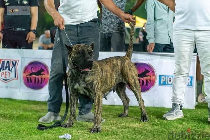 برسيا كناريو presa canario 2