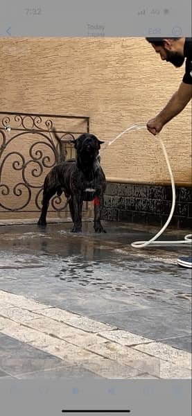 برسيا كناريو presa canario 6