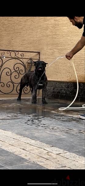 برسيا كناريو presa canario 7