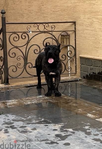 برسيا كناريو presa canario 9