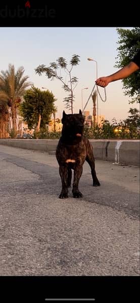 برسيا كناريو presa canario 12