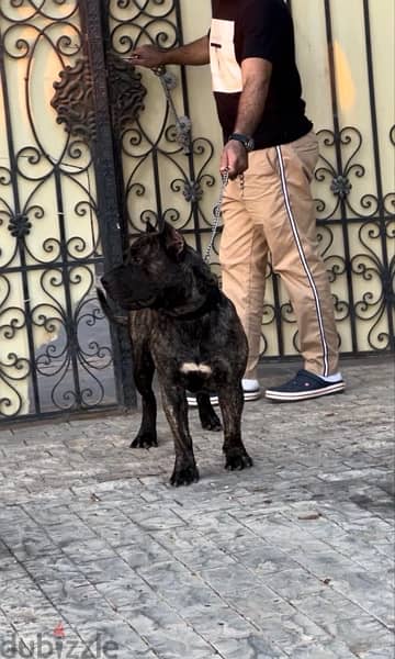 برسيا كناريو presa canario 13