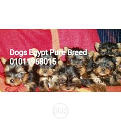Super cute Mini Yorkshire puppies best Christmas gift