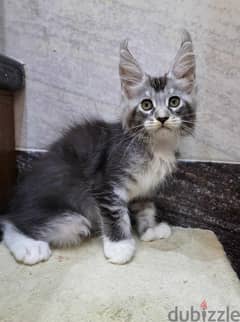 Maine coon female purebreed