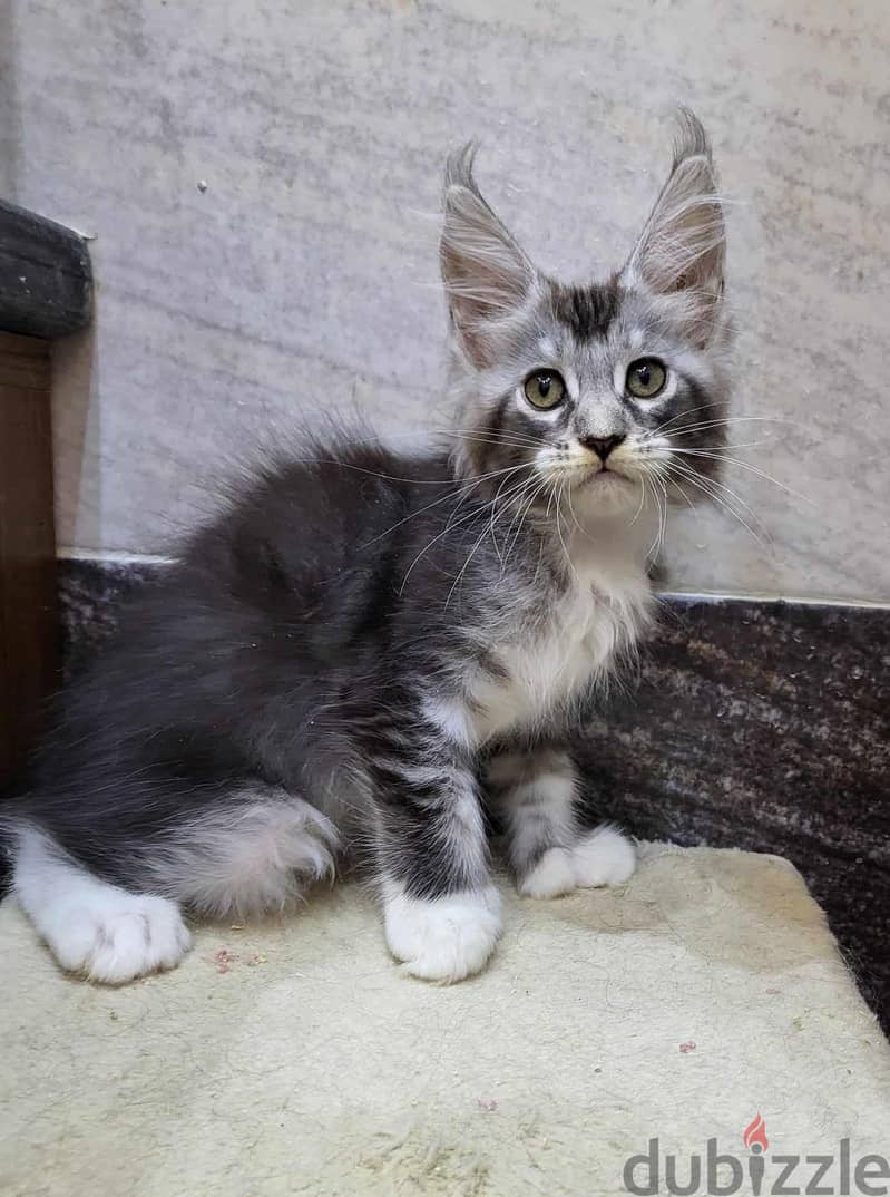 Maine coon female purebreed 0