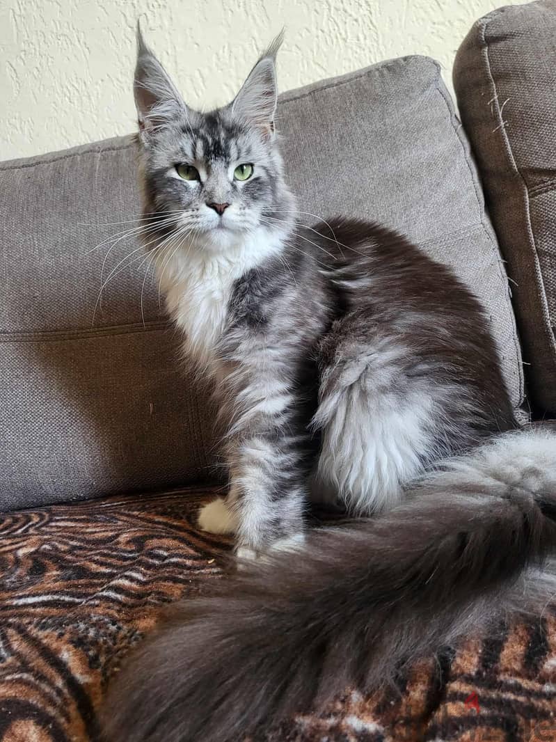 Maine coon female purebreed 1