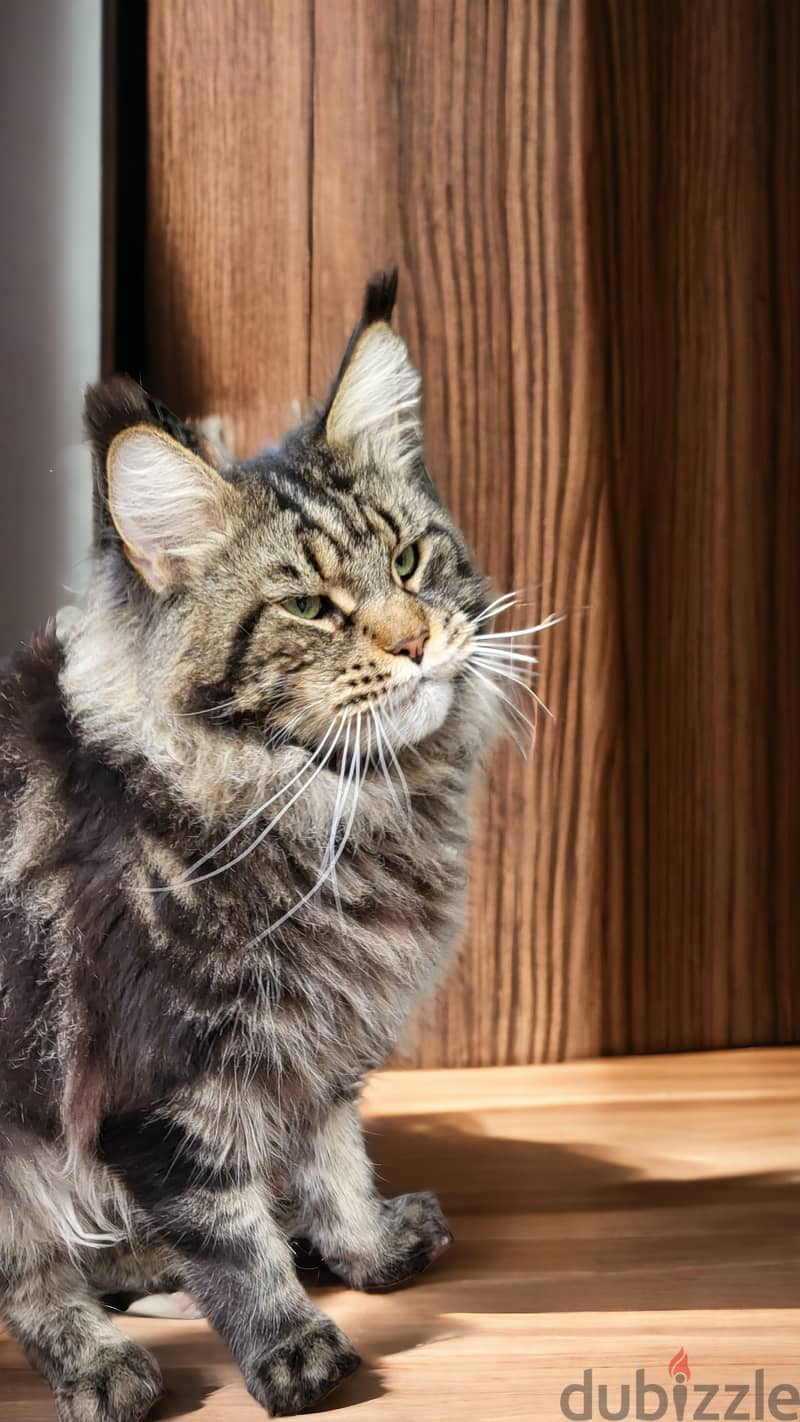 Maine coon female purebreed 2