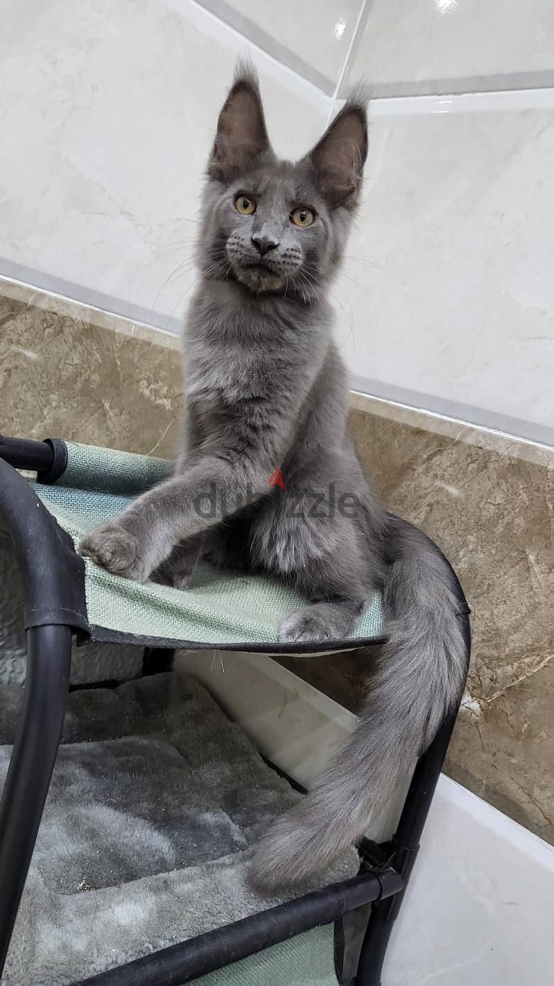 Male Maine coon purebreed 0