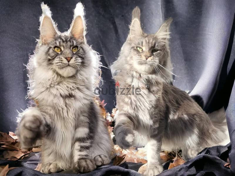 Male Maine coon purebreed 3