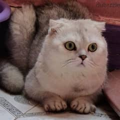 Scottish fold /سكوتش فولد