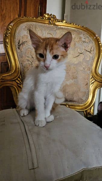 6 months old kittens قطط ستة اشهر 4