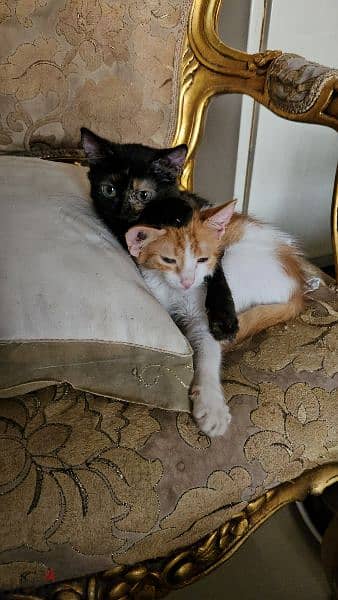 6 months old kittens قطط ستة اشهر 6