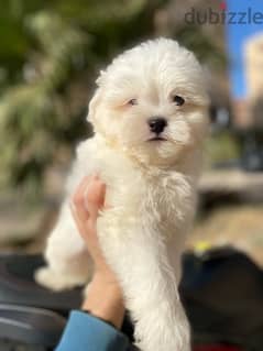 havanese puppies جراوي هفانيز 0