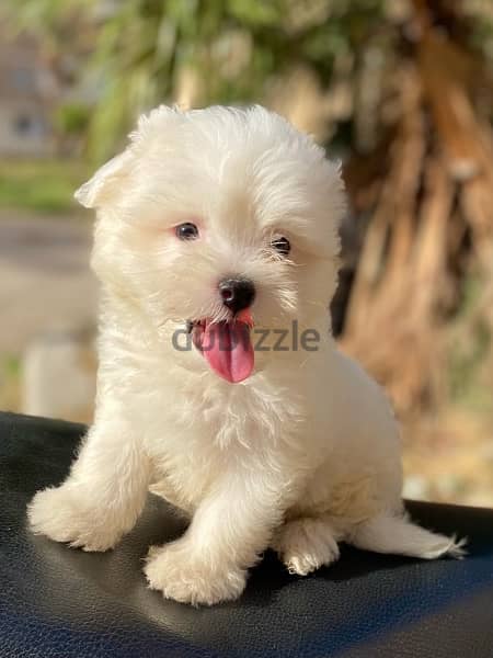 havanese puppies جراوي هفانيز 2