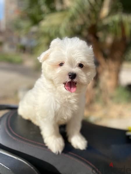 havanese puppies جراوي هفانيز 3