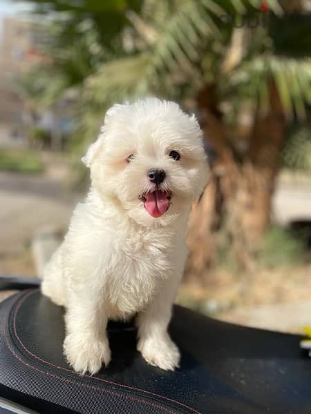 havanese puppies جراوي هفانيز 1