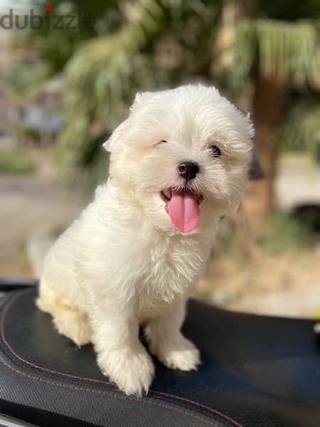 havanese puppies جراوي هفانيز 3