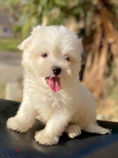 havanese puppies جراوي هفانيز 4