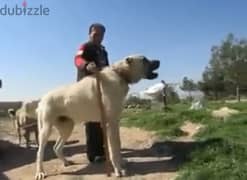 كانجال  بوز شيبرد  kangal   boz shepherd