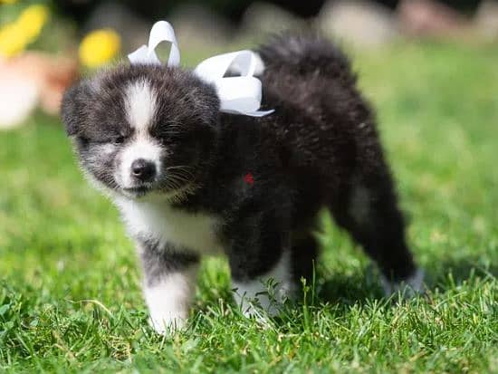 Akita Inu Dog Puppy For Sale From Europe 1