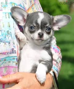 Chihuahua Dog for Sale Topp Quality