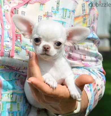 Chihuahua Dog for Sale Topp Quality 1