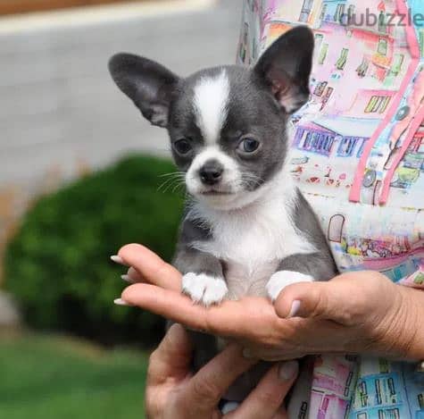 Chihuahua Dog for Sale Topp Quality 2