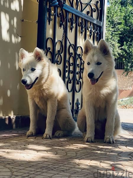 2  husky dogs كلبين هاسكي للبيع 2