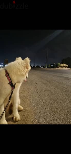 2  husky dogs كلبين هاسكي للبيع 3