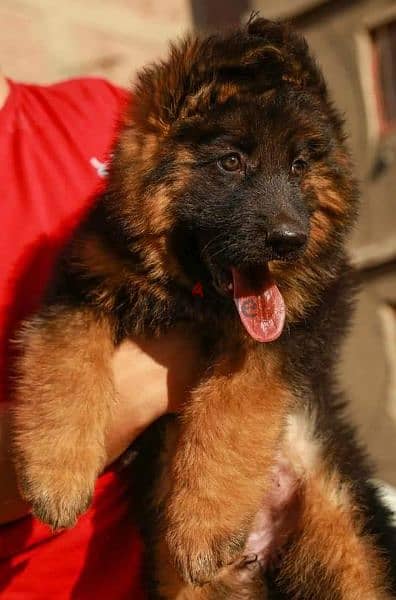 جيرمن شيبرد German shepherd puppy showline long hair pure بيور 100% 0