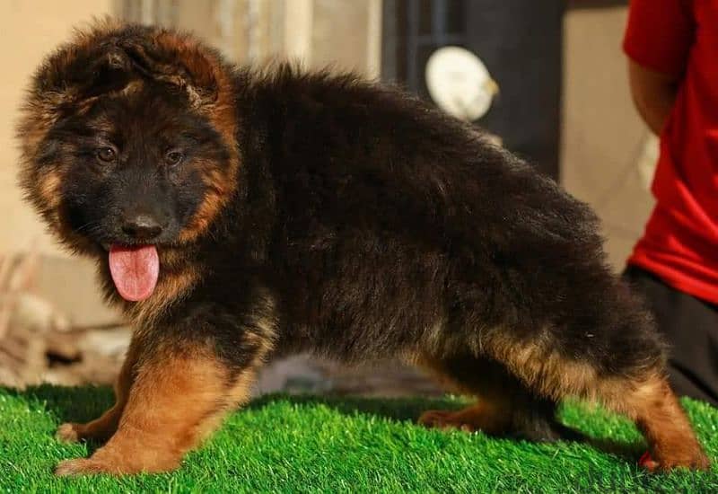 جيرمن شيبرد German shepherd puppy showline long hair pure بيور 100% 1