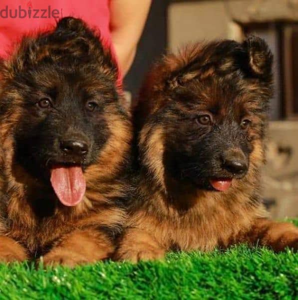 جيرمن شيبرد German shepherd puppy showline long hair pure بيور 100% 2