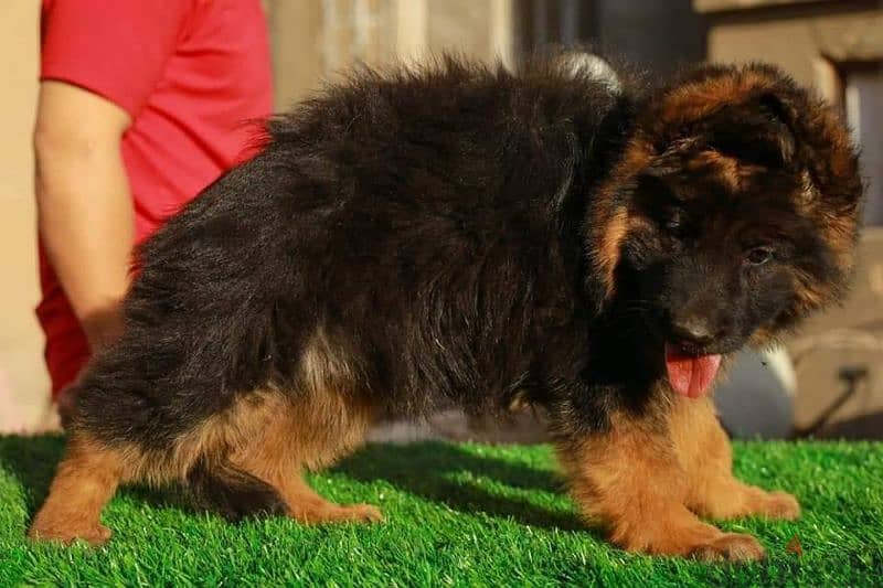 جيرمن شيبرد German shepherd puppy showline long hair pure بيور 100% 3