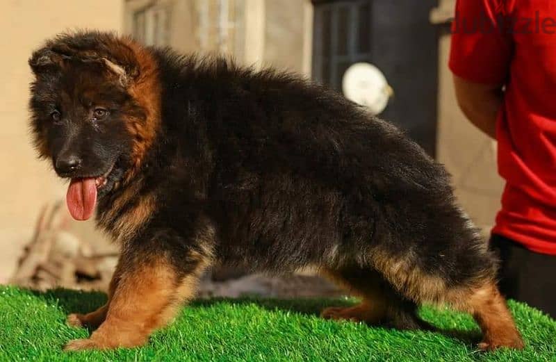 جيرمن شيبرد German shepherd puppy showline long hair pure بيور 100% 4