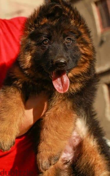 جيرمن شيبرد German shepherd puppy showline long hair pure بيور 100% 5