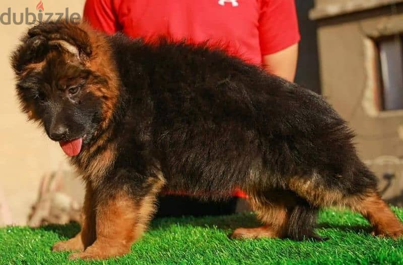 جيرمن شيبرد German shepherd puppy showline long hair pure بيور 100% 6