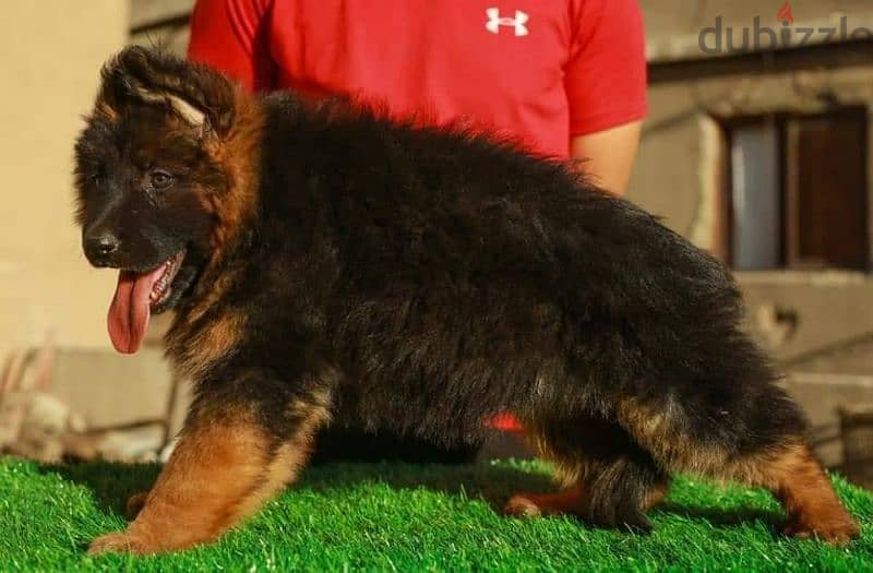 جيرمن شيبرد German shepherd puppy showline long hair pure بيور 100% 8