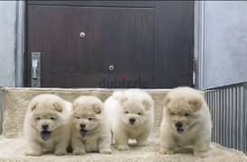 تشاو تشاو chow chow