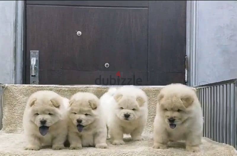 تشاو تشاو chow chow 0