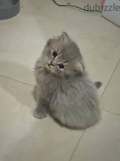 Pure Scottish Fold kitten 45 days 0