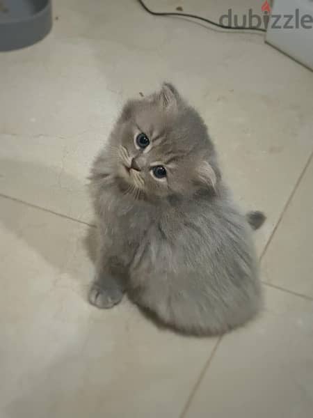 Pure Scottish Fold kitten 45 days 0