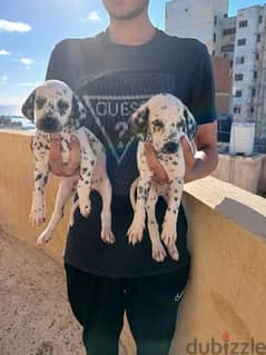 Dalmatian puppies