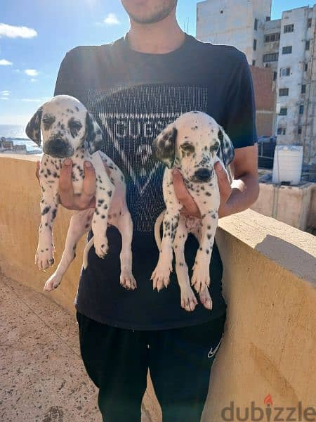 Dalmatian puppies 0