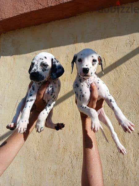 Dalmatian puppies 1