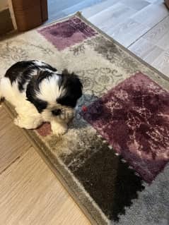 Shihtzu for sale two months