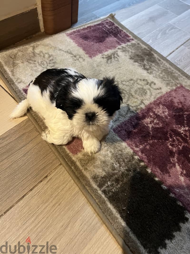 Shihtzu for sale two months 1